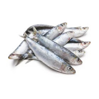 Sardine