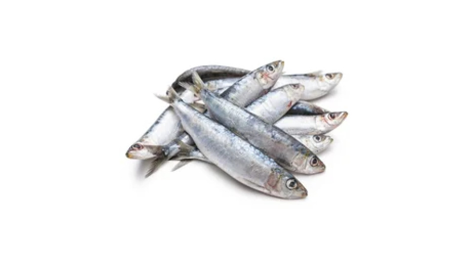 Sardine