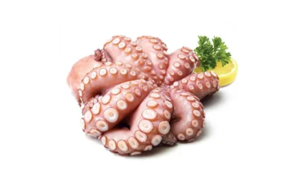 Polpo Arricciato