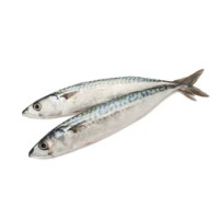 Sardine da Banco