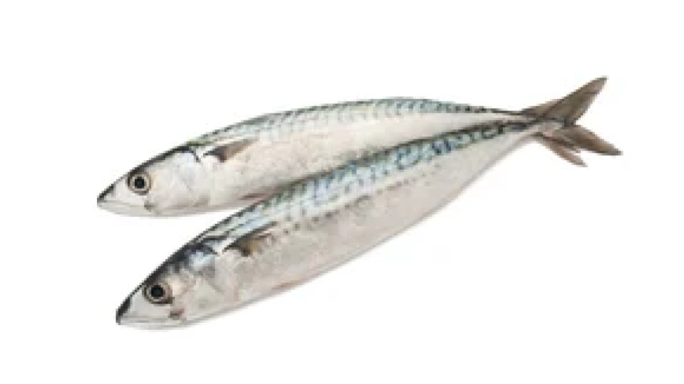 Sardine da Banco