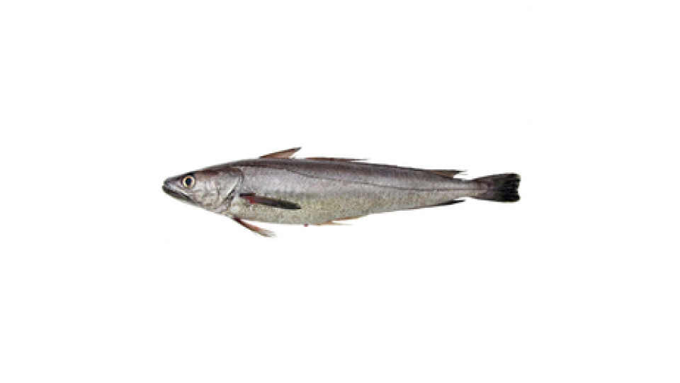 Nasello 300 g