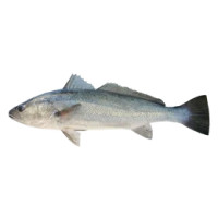 Ombrina Boccadoro Filiera Qualità Carrefour