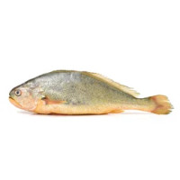 Ombrina da Banco
