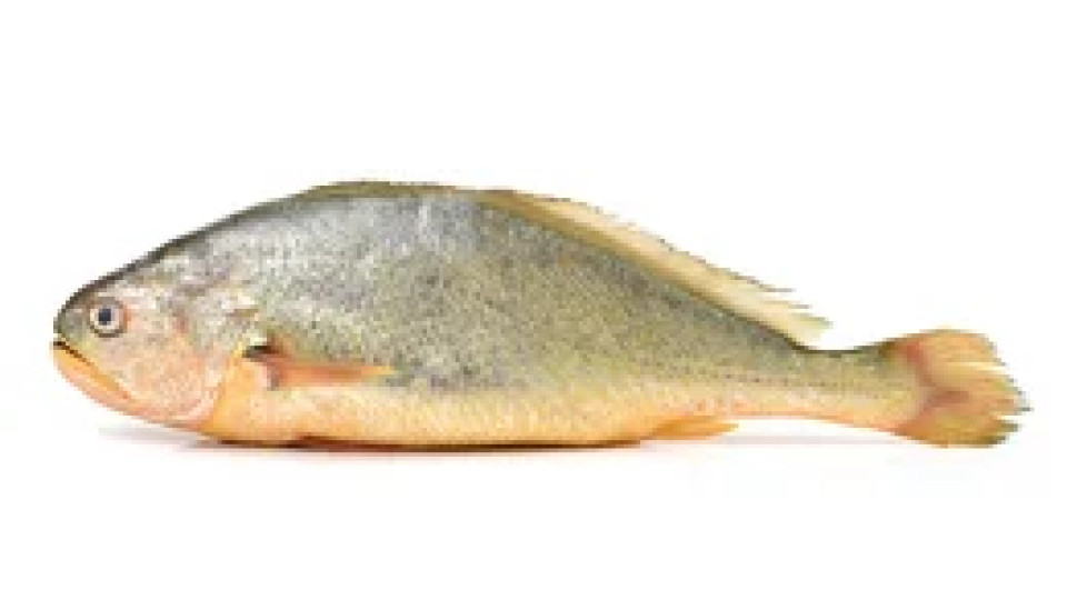 Ombrina da Banco