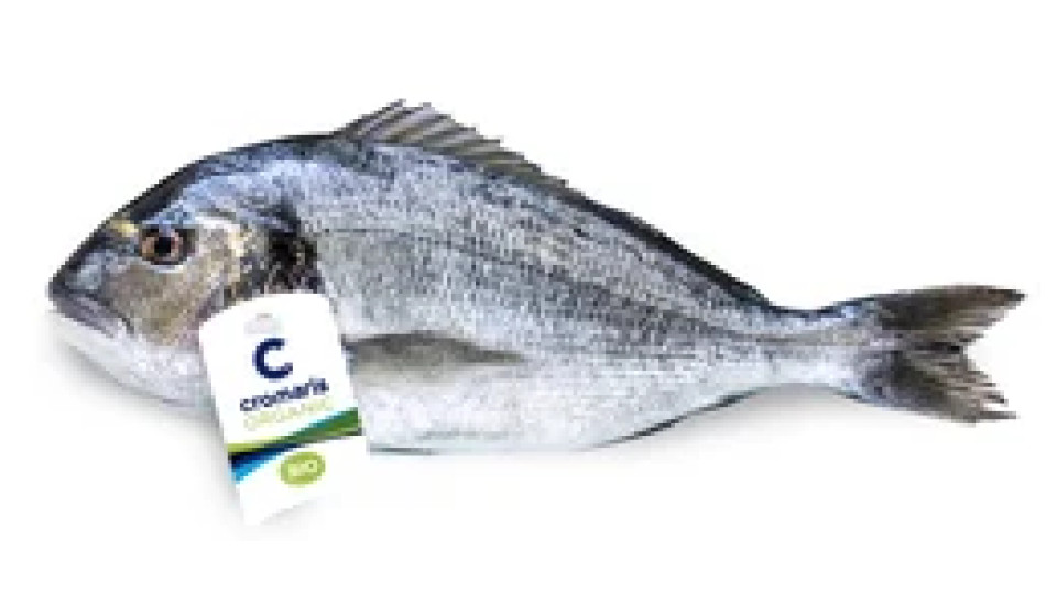Orata Allevata Biologica Fresca Intera
