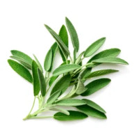 Salvia Mazzetto