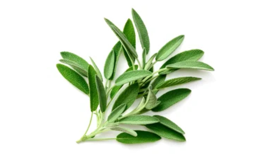 Salvia Mazzetto