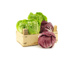 Mix radicchio tondo, variegato, lungo