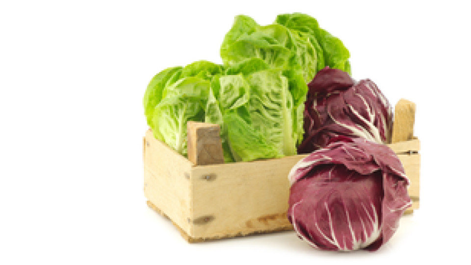 Mix radicchio tondo, variegato, lungo