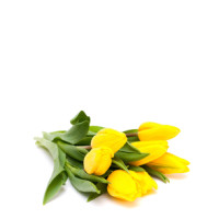 Tulipani Colori Assortiti 7 Fiori
