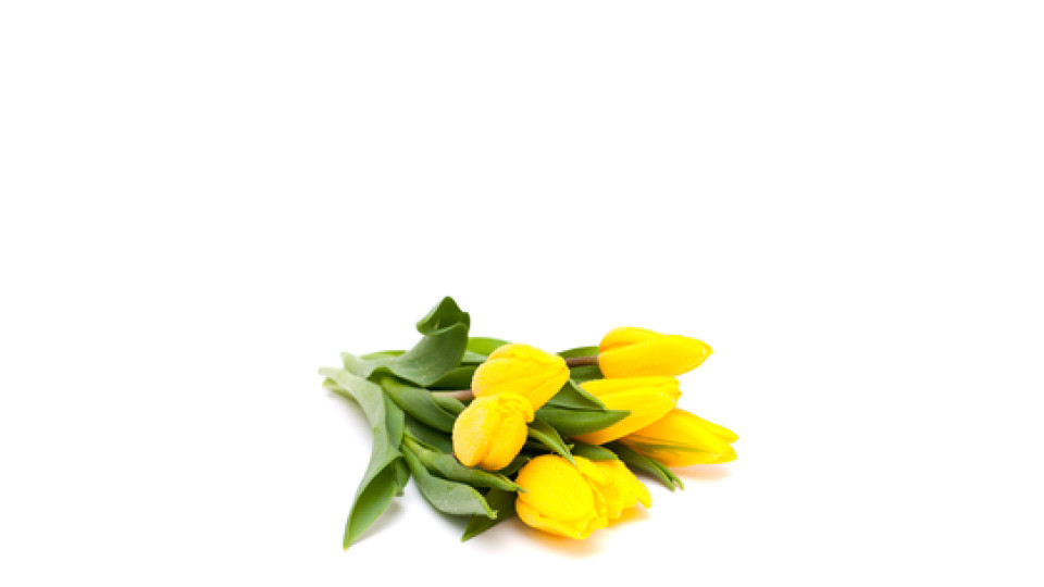 Tulipani Colori Assortiti 7 Fiori