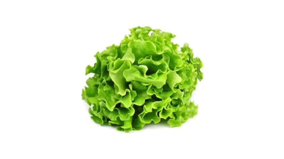1 x cespo insalata Gentile sfusa cat. I origine Italia
