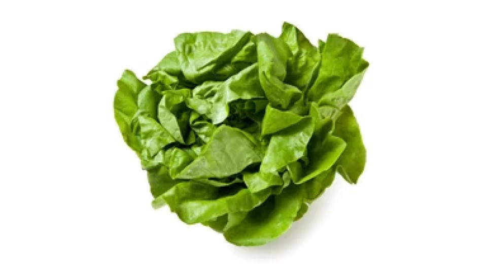 1 x cespo Insalata Lattuga Trocadero sfusa cat. I origine Italia
