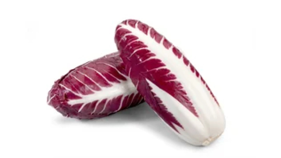 Radicchio rosso precoce