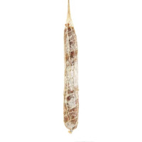 Salame Felino IGP Terre d'Italia da banco