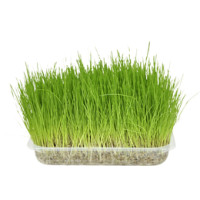 Erba Gatto