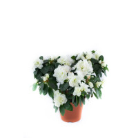 Azalea