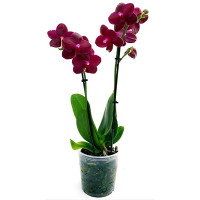 Phaleno Caleidos Vaso 12 cm