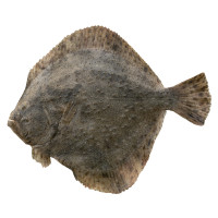 Rombo Chiodato 1 kg