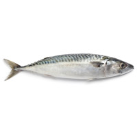 Sgombro Norvegia