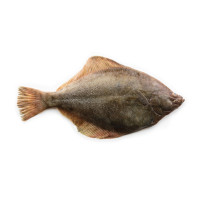 Sogliola Grande Pescata