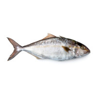 Ricciola