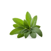 Salvia 