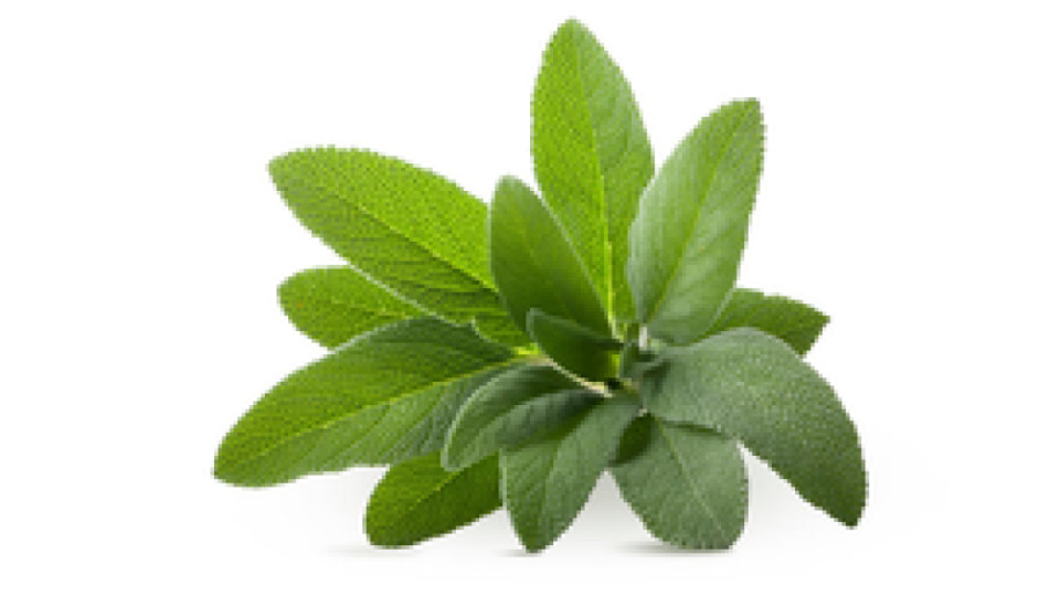 SALVIA