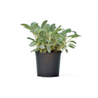 Salvia 