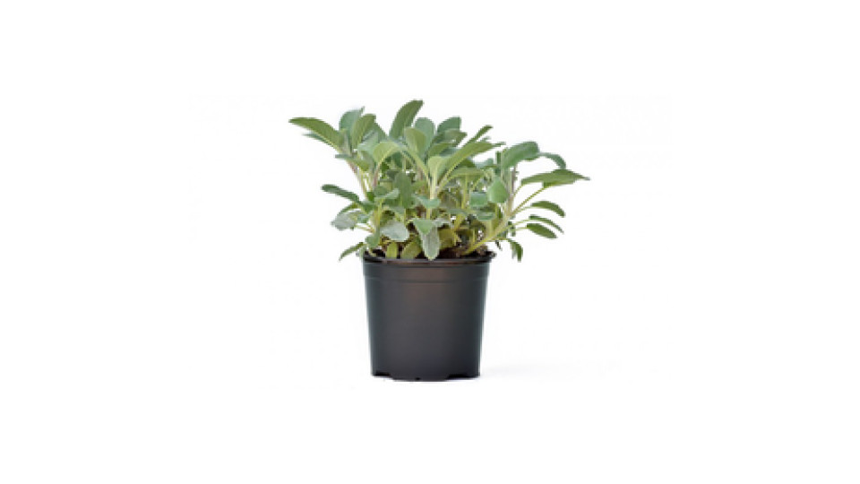 Salvia 