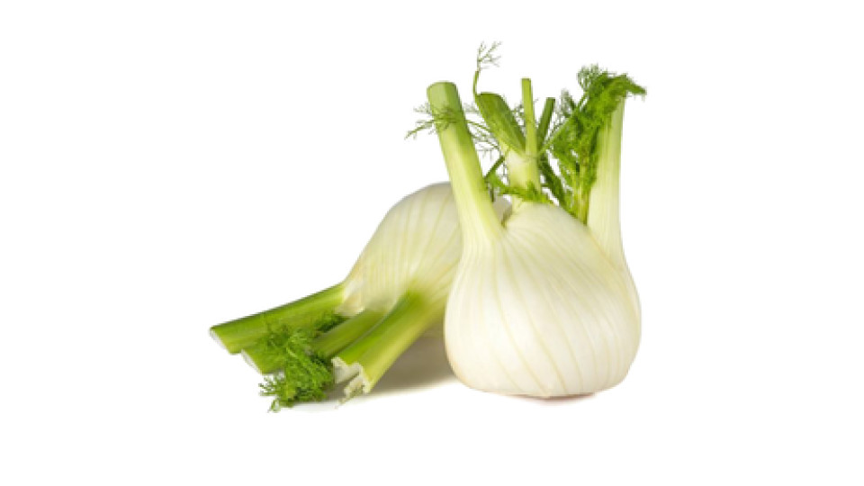 Finocchi