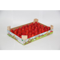 Fragole