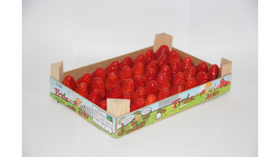 Fragole