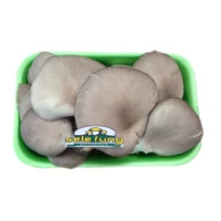 Funghi Champignon Bianchi