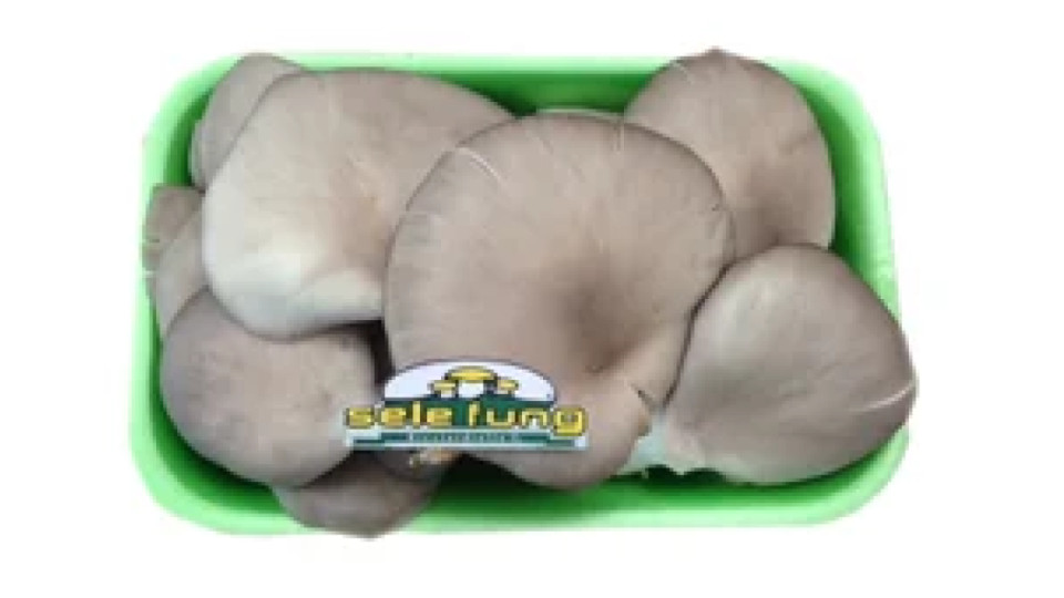 Funghi Champignon Bianchi