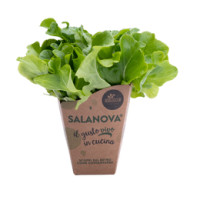Insalata Salanova