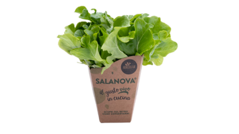 Insalata Salanova