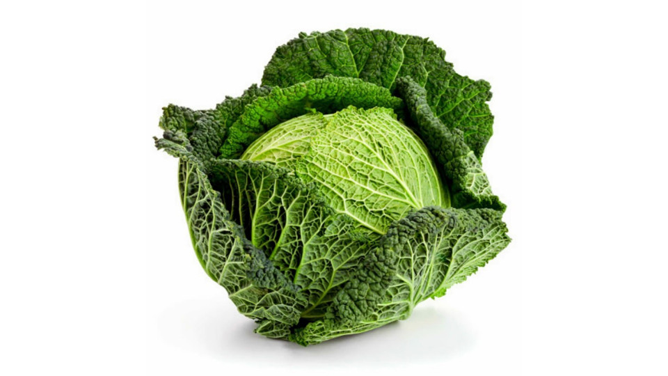 cavolo verza