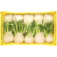 Finocchio cassetta 10 pz kg.5 circa