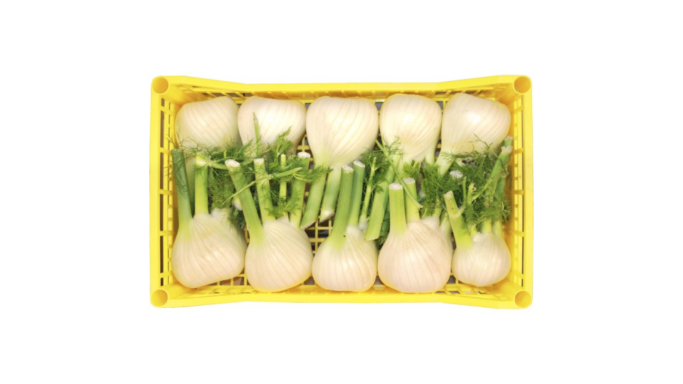 Finocchio cassetta 10 pz kg.5 circa