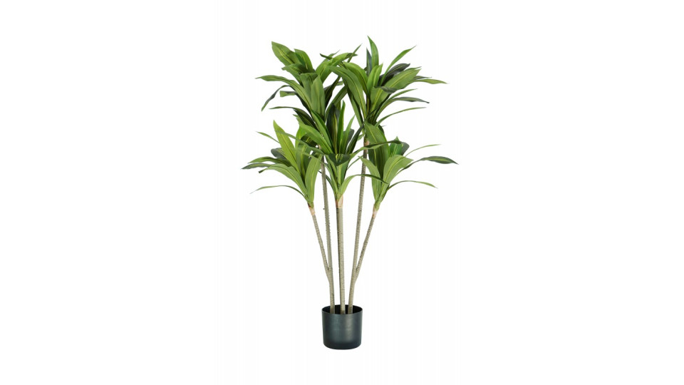 pianta dracaena h. 130 cm 88 foglie