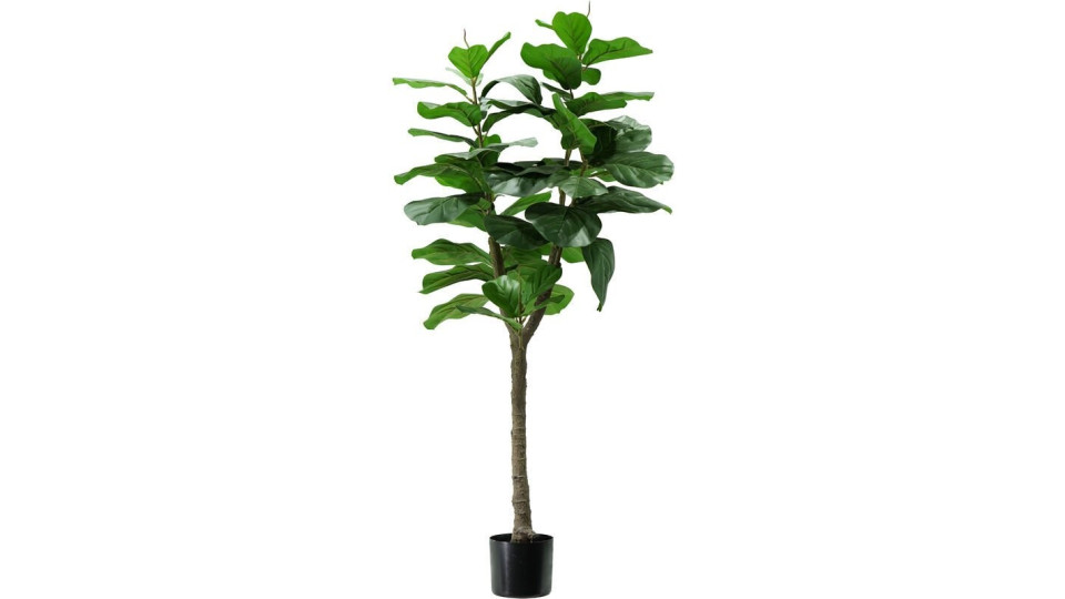 pianta ficus lyrata h. 130 cm 60 foglie