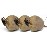 bide rape fresche