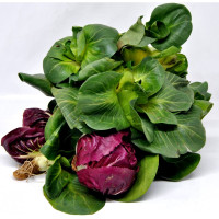 Cicorino verde