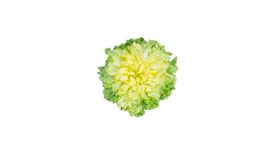 Insalata Scarola