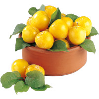 Susine Gialle Origine Italia Cal. 50  Cat. I