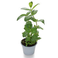 Menta Origine Italia Vaso