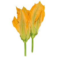 Fiori di Zucca 8-10 Pz g 60