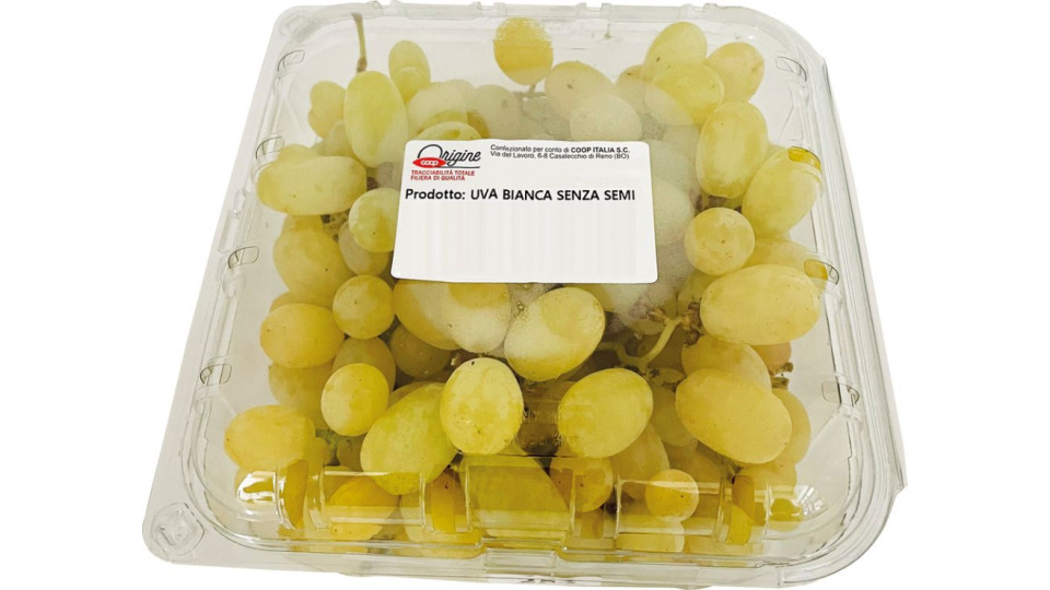 Uva senza Semi Bianca Regal Italia  